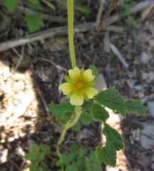 Drymocallis convallaria