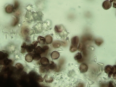 Didymium verrucisporum