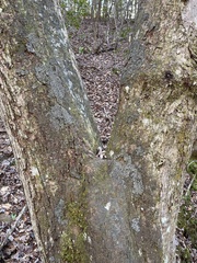 Fuscopannaria leucosticta