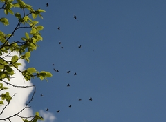 Adelidae