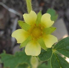 Drymocallis convallaria