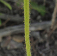 Drymocallis convallaria