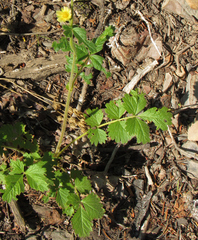 Drymocallis convallaria
