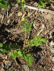 Drymocallis convallaria
