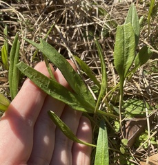 Rumex hastatulus
