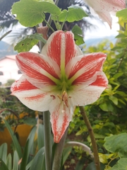 Hippeastrum reticulatum