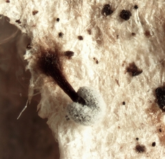 Didymium verrucisporum