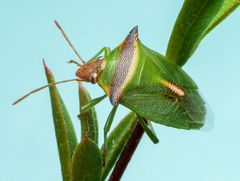 Cuspicona apothoracica