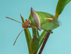 Cuspicona apothoracica