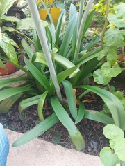 Hippeastrum reticulatum