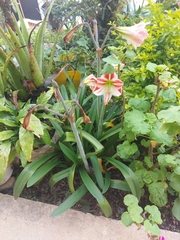 Hippeastrum reticulatum