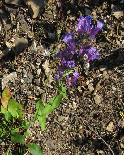 Wilcox's penstemon (Penstemon wilcoxii)