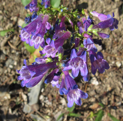 Penstemon wilcoxii