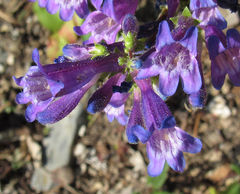 Penstemon wilcoxii