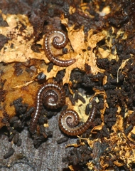 Proteroiulus fuscus