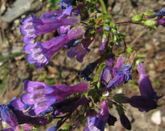 Penstemon wilcoxii