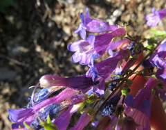 Penstemon wilcoxii
