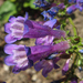 Wilcox's Penstemon - Photo (c) Wendy McCrady, some rights reserved (CC BY), uploaded by Wendy McCrady