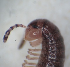 Proteroiulus fuscus
