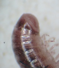 Proteroiulus fuscus