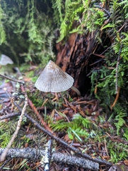 Mycena robusta