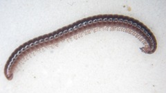 Proteroiulus fuscus