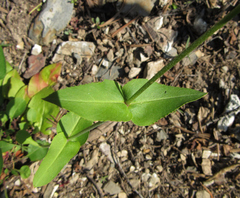 Penstemon wilcoxii