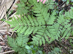 Pteris tripartita