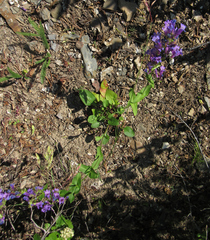 Penstemon wilcoxii