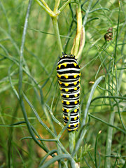 Papilio polyxenes