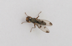 Geomyza tripunctata