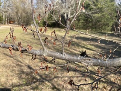 Ulmus alata