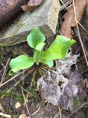 Youngia japonica