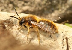 Andrena taraxaci