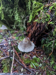 Mycena robusta
