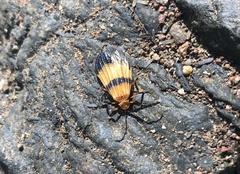 Calopteron