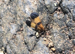 Calopteron