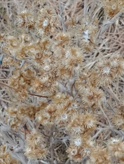 Pseudognaphalium cheiranthifolium