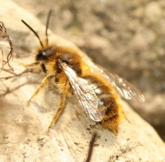 Andrena taraxaci