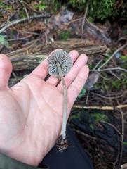 Mycena robusta