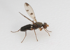 Geomyza tripunctata