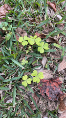 Oxalis