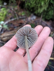 Mycena robusta