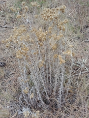 Pseudognaphalium cheiranthifolium