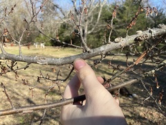Ulmus alata