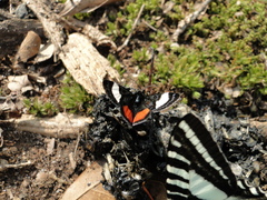 Psychomorpha epimenis