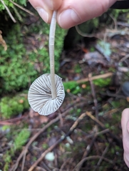 Mycena robusta