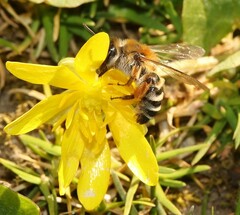 Andrena gravida