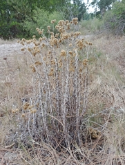 Pseudognaphalium cheiranthifolium
