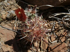 Echinocereus